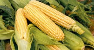 MUST READ! If You Are Among This Set Of People, Please Avoid Eating Corn