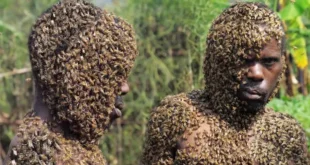 UNBELIEVABLE!! Chilling Story of a Man Stung by Bees 20,000 Times; You Won’t Believe What Happened Next